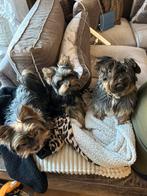 OPPAS AANGEBODEN HUISELIJKE KRING, Diensten en Vakmensen, Dieren | Honden | Verzorging, Oppas en Les, Particuliere oppas
