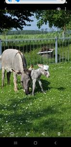 Te koop drachtige Amerikaanse mini ezel met stamboek papier, Dieren en Toebehoren, Overige Dieren, April, Vrouwelijk