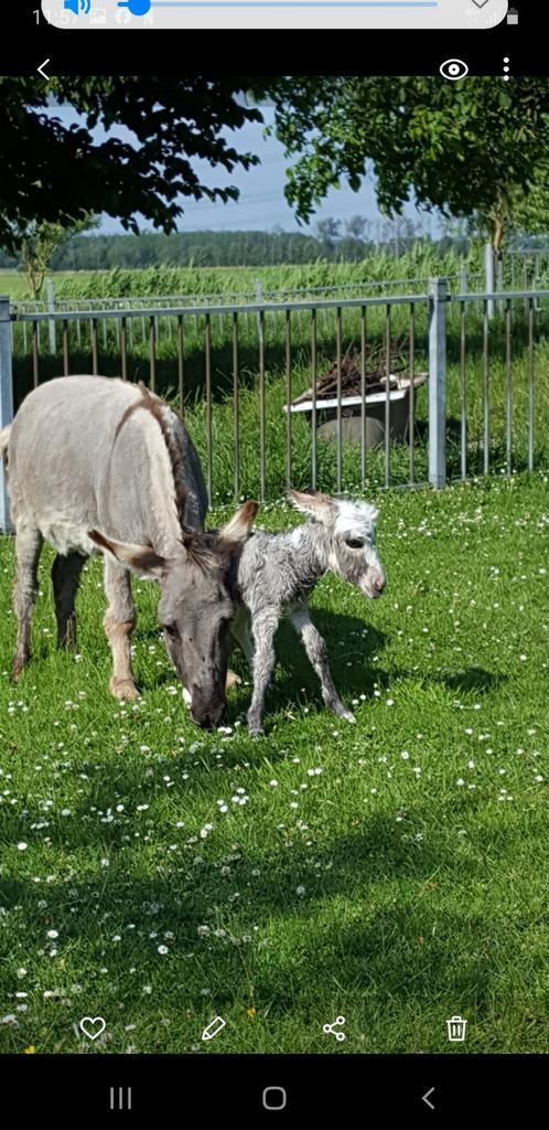 Te koop drachtige Amerikaanse mini ezel met stamboek papier, Dieren en Toebehoren, Overige Dieren, Vrouwelijk, April