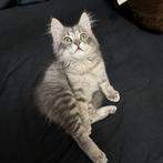 BLH Mix kitten, 3 maanden oud, Dieren en Toebehoren