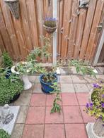 vlinderstruik met paarse bloemen, Volle zon, Vaste plant, Zomer, Ophalen