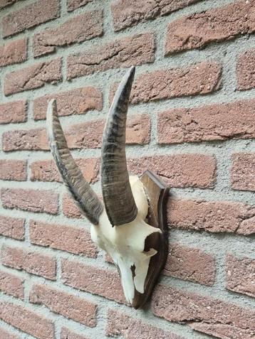 Leuke Schedel met hoorns jacht mancave jagen c66 beschikbaar voor biedingen