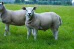 Ramlammeren Engelse texelaars, Dieren en Toebehoren, Schapen, Geiten en Varkens, Mannelijk, Schaap, 0 tot 2 jaar