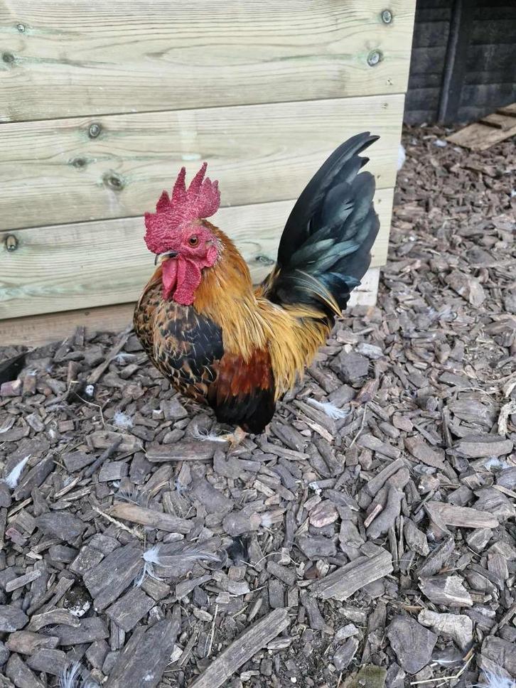 Chabo Haantje, Dieren en Toebehoren, Pluimvee, Kip, Mannelijk