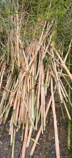 Verse Bamboe voor DIY Projecten, Ophalen of Verzenden