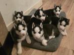 Mooie Siberische Husky pups zoeken een goud warm mandje, Dieren en Toebehoren, Parvo, 8 tot 15 weken, Poolhond, Meerdere