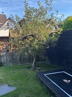 Oude appelboom - zelf bestuivend, Tuin en Terras, Planten | Fruitbomen, Lente, Ophalen of Verzenden, Halfschaduw, Appelboom