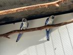 Blauwe pennant pop of strogele pop gevraagd, Dieren en Toebehoren, Vogels | Overige Vogels, Vrouwelijk