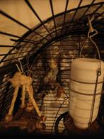 Valkparkiet inclusief kooi, Dieren en Toebehoren, Vogels | Parkieten en Papegaaien, Mannelijk, Parkiet