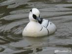 eenden, siereenden, watervogels, zwanen, Meerdere dieren, Eend