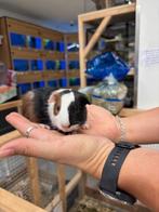 Te koop jonge cavia's beertjes mannetjes, Mannelijk, Cavia, Na 1 juli 2024