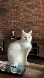 Witte dove kat zoekt een thuis, Dieren en Toebehoren, Katten en Kittens | Overige Katten, Kater, Kortharig, 3 tot 5 jaar