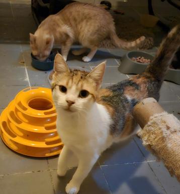 Beeldschone Fetita een kitten van 7 maandjes jong  beschikbaar voor biedingen