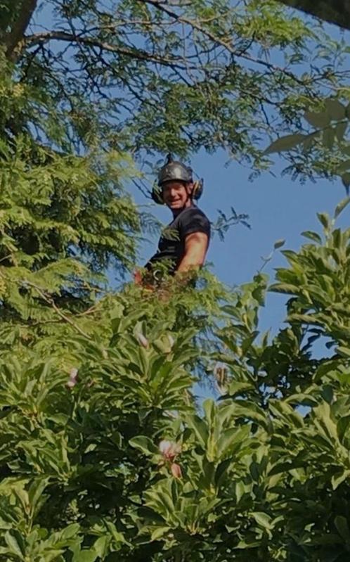 Boomverzorging/bomenrooier/bomen snoeien, Diensten en Vakmensen, Tuinmannen en Stratenmakers