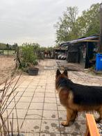 Weiland/gras gezocht voor de zomer