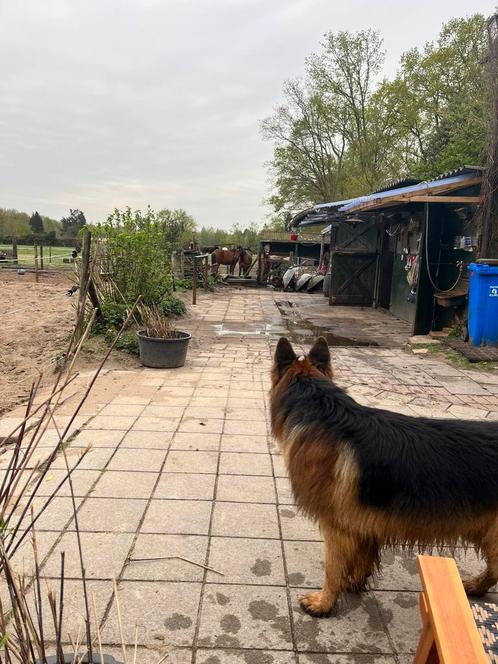 Weiland/gras gezocht voor de zomer, Dieren en Toebehoren, Stalling en Weidegang
