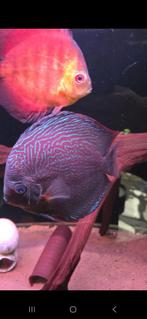 Discus vis rond 20 cm, Dieren en Toebehoren, Vissen | Aquariumvissen, Vis