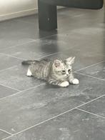 3 Lieve Perzische langhaar kittens te koop, Meerdere dieren, Langharig, 0 tot 2 jaar