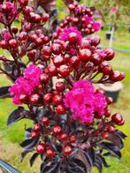 Lagerstroemia indica Raspberry Sorbet / unieke nieuwe soort‼, Tuin en Terras, Planten | Bomen, In pot, Zomer, Volle zon, Bolboom