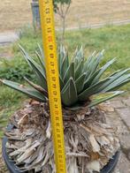 Agave victoriae-reginae, Ophalen, Bloeit niet, Overige soorten, Volle zon