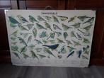 oude schoolplaat zangvogels/vogels, Antiek en Kunst, Ophalen, Natuur en Biologie