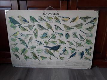 oude schoolplaat zangvogels/vogels beschikbaar voor biedingen