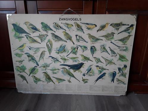 oude schoolplaat zangvogels/vogels, Antiek en Kunst, Antiek | Schoolplaten, Natuur en Biologie, Ophalen