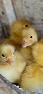 Witte kwakertjes, Dieren en Toebehoren, Pluimvee, Meerdere dieren, Kip