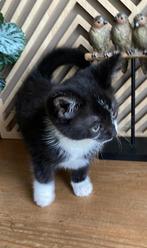 Kittens 3 mannetjes!, Meerdere dieren