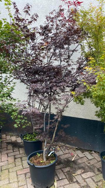 Japansr esdoorn ‘black lace’ beschikbaar voor biedingen