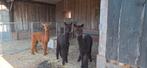 Alpaca hengstjes, Dieren en Toebehoren, Juni, Mannelijk