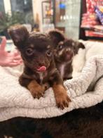 Chihuahua’s, Dieren en Toebehoren, Honden | Chihuahua's en Gezelschapshonden, Rabiës (hondsdolheid), 8 tot 15 weken, Meerdere