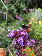 Ijzerhard / Verbena bonariensis stekken, Tuin en Terras, Planten | Tuinplanten, Volle zon, Vaste plant, Zomer, Ophalen