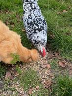 Kippen tekoop, Ophalen, Pluimvee