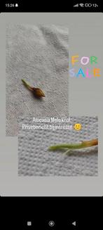 Alocasia Melo knol., Huis en Inrichting, Kamerplanten, Overige soorten, Minder dan 100 cm, Ophalen of Verzenden, Bloeiende kamerplant