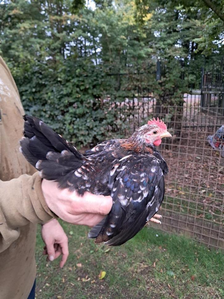 Serama haantje, Dieren en Toebehoren, Pluimvee, Kip, Mannelijk