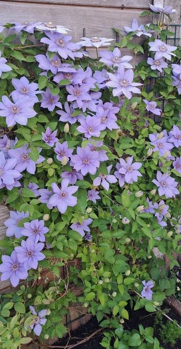 Zaden clematis beschikbaar voor biedingen