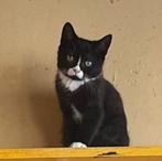 kittens kruising britse korthaar europese korthaar, Dieren en Toebehoren, Katten en Kittens | Raskatten | Korthaar, Kater, Gechipt