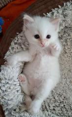 Ragdoll (3/4) x Siberische Boskat (1/4) kitten, Dieren en Toebehoren, Katten en Kittens | Raskatten | Langhaar, Kater, Gechipt