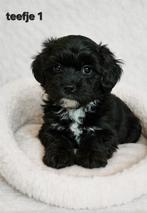 Super mooie gezonde boomer pups.Maltezer maal shih tzu, Dieren en Toebehoren, Honden | Chihuahua's en Gezelschapshonden, Overige rassen