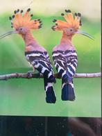 Koppel Europese hoppen hop, Dieren en Toebehoren, Vogels | Overige Vogels, Meerdere dieren, Wildzangvogel