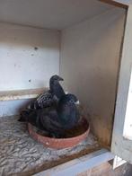 Valenciano piepers, Meerdere dieren, Kropper