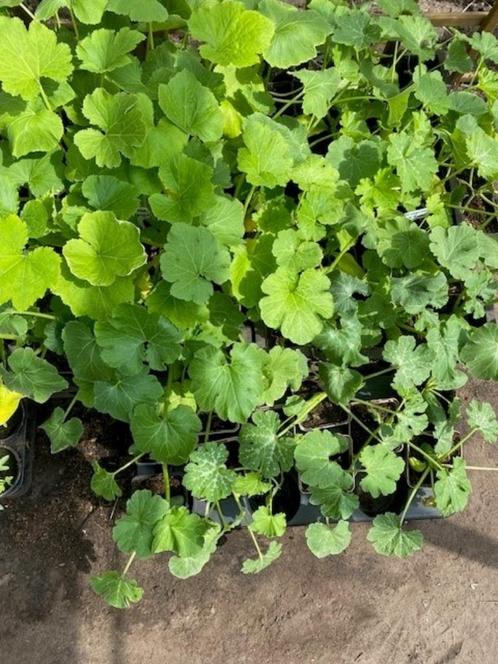 Groentenplanten te koop, Tuin en Terras, Planten | Tuinplanten, Eenjarig, Groenteplanten, Volle zon, Bloeit niet, Ophalen of Verzenden