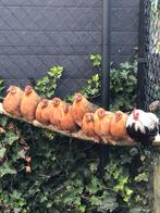 Goud patrijs hennen., Dieren en Toebehoren, Pluimvee, Meerdere dieren, Kip