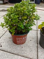 Chrysant plant in pot, Overige soorten, Vaste plant, Ophalen of Verzenden, Halfschaduw