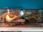 Terrarium 100× 50× 50 met gekko erin., Ophalen, Zo goed als nieuw, Terrarium of Paludarium