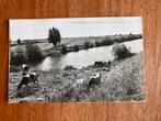 Mooi Nederland. Koeien en molens. Tekst linksonder. 1946., Ophalen of Verzenden, 1940 tot 1960, Gelopen