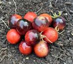 Black Strawberry - Tomaat zaden, Verzenden, Volle zon, Zaad