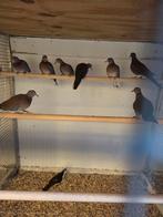 Birma duivin, Dieren en Toebehoren, Vrouwelijk, Kropper