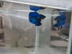 Betta splendens super delta kempvis man, Dieren en Toebehoren, Vissen | Aquariumvissen, Vis, Zoetwatervis